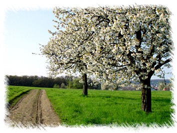 Kirschbäume01 Kirschbäume01