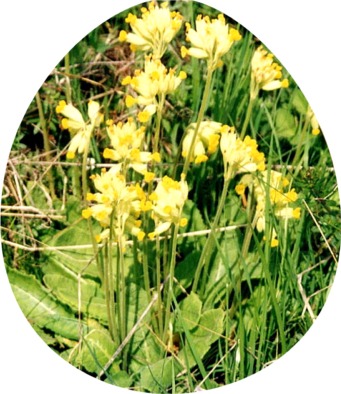 Himmelsschluessel Ei03