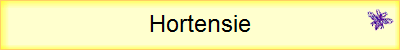 Hortensie