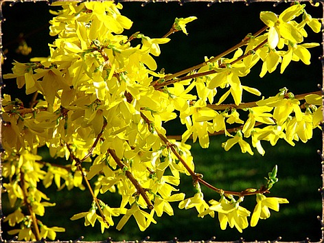 Forsythien