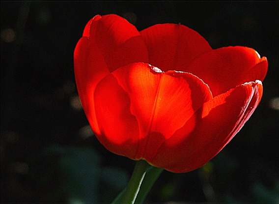 Tulpe rot02