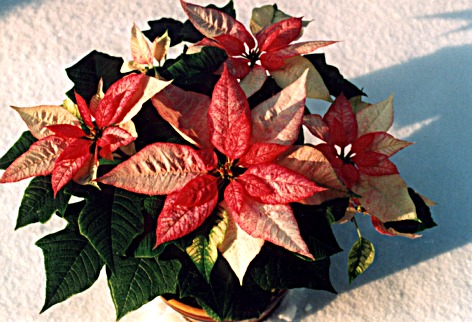 Weihnachtsstern rosa im Schnee