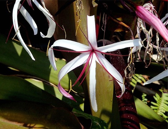 Blume Karibik02