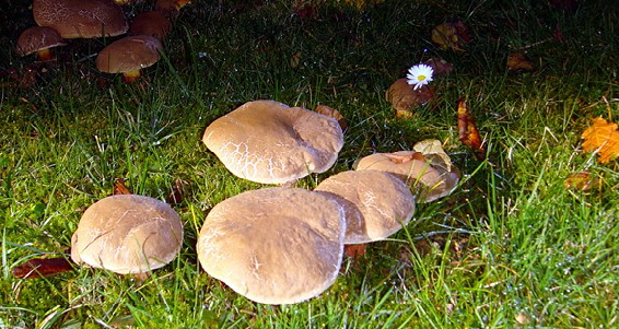 Pilze01