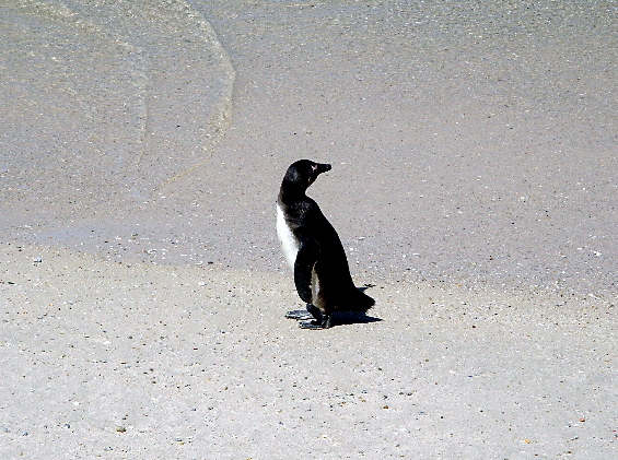Pinguin