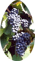 Weintraube_2x3.jpg