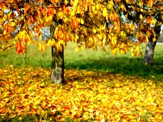 Herbstbaum 06