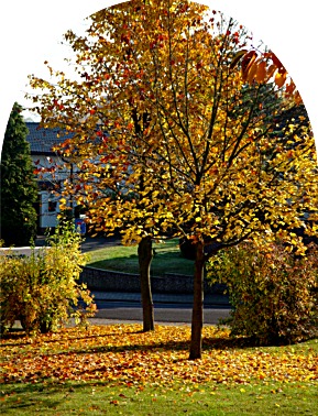 Herbstbaum tor